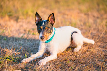 Parson Russell Terrier Dog Laying, Sitting, Posing In Nature, Outdoors, Park At Sunset