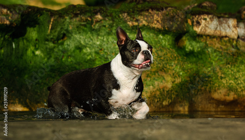 running with boston terrier