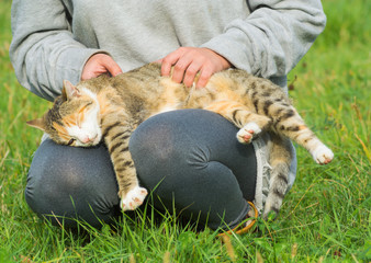 Domestic cat being pet by a young girl in the garden. Animal owner, spoiling, stress relief, happiness, massage, fun, enjoy, feline behavior.