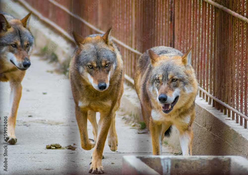 Pack of wolves running in the cage of a zoo. Concept of animal rights ...