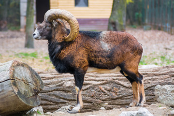male mouflon with big horns held captive in a zoo. vulnerable species, animal rights, wild goat. ful