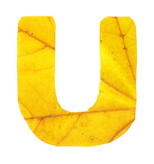 Wall Mural - Letter U carved from the autumn leaves, isolated on white background, closeup