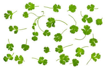 Wall Mural - Cilantro isolated on white, top view.