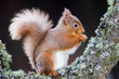 © NaturePL - Red squirrel sitting on tree trunk