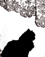 Silhouette Of Domestic Cat Against White Background