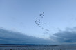 © NaturePL - Flock of dark bellied brent geese flying against cloudy sky