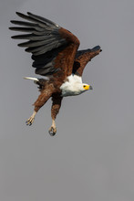 African Fish Eagle Flying In Sky