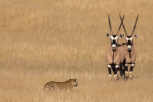 Leopard Watched By Two Gemsbok At Kgalagadi Transfrontier Park