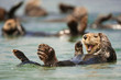© NaturePL - Sea otter swimming in sea