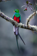Resplendent Quetzal Bird Perching On Branch