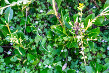 Wasp Spider, Argiope Bruennichi With A Prey On An Orb Web In Krum, Bulgaria, Underside View