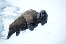 American Bison Walking On Snowy Landscape