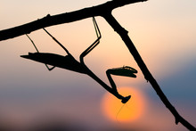 Silhouette Of African Mantis On Twig During Sunset