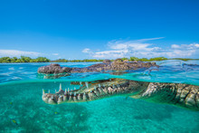American Crocodile Swimming In Caribbean Sea