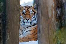 Portrait Of Siberian Tiger