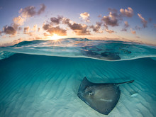 Southern Stingray Swimming In Sea During Sunset