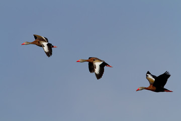 Black-bellied whistling ducks (Dendrocygna autumnalis)