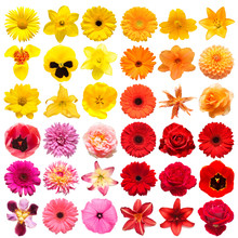 Collection Head Multicolored Flowers Of Daisy, Gerbera, Narcissus, Tigridia, Chrysanthemum, Pansies, Lily, Rose, Dahlia Isolated On White Background. Delicate Composition. Flat Lay, Top View