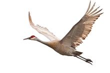 Sandhill Crane (Grus Canadensis)