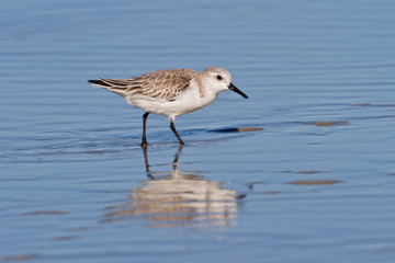 Wall Mural - Sanderling (Calidris alba)