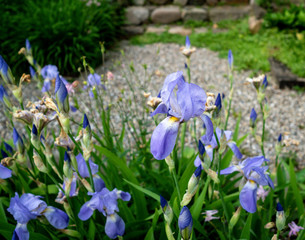 purple iris flowers in the spring in the garden