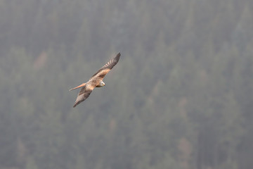 Poster - Red Kite in flight