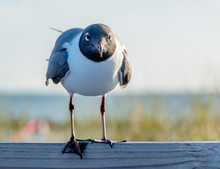 A Laughing Gull Perched On A Fence