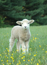 LEICESTER LONGWOOL SHEEP Lamb