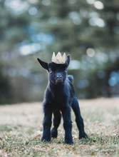 Nigerian Dwarf Doe Kid Dairy Goat In Crown 
