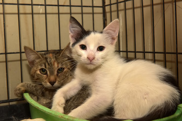 Canvas Print - two kittens lie together in a cage