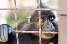 Portrait Of Sad Wild Mokey Hopelessly Looking Through Metal Cage. Caged Ape With Despair Depressed Expression. Stop Animal Abuse Concept