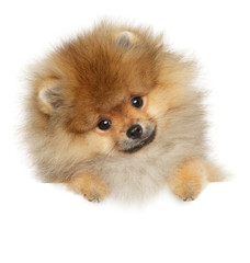 Sticker - Pomeranian Spitz puppy on banner