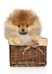 Canvas Print - Pomeranian spitz in basket on white background