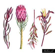 Set Of Colorful Protea Flowers. Watercolor Exotic African Plants.