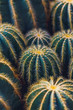 © ALAN SHAPIRO/Stocksy - cacti
