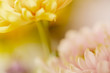 Pastel blurred background flowers in yellow and pink.