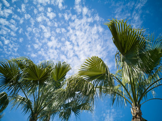 Palm tree and sky