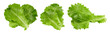 lettuce leaves Clipping Path