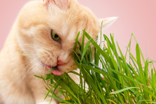 Beautiful Cream Tabby Cat Eating Fresh Green Grass On Pink Background