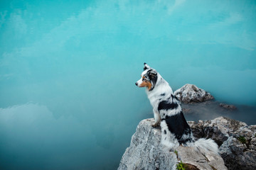 dog stands on a stone on a blue lake in the mountains. Australian shepherd, Aussie in nature. Pet Travel