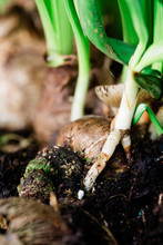Extreme Close Up Of Sprouted Narcissus Bulb In The Ground