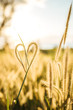 © Akela - from alp to alp/Stocksy - heart shaped plant at sunset