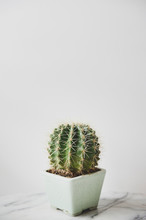 A Round Cactus In A Small Square Pot On A Marble Table
