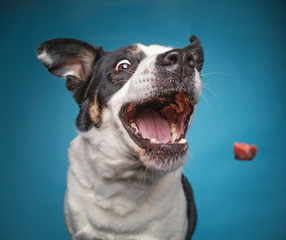 Sticker - border collie catching a treat with a wide open mouth in a studio shot isolated on a blue background