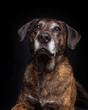 © annette shaff - old lab mix in a studio portrait setting
