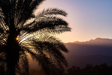 Sunlight Illuminating A Palm Tree At Sunset, Palm Springs, California
