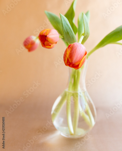 Closeup Of Orange Tulip In Glass Vase Against Bronze Background