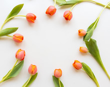 High Angle View Of Orange Tulips Arranged In A Circular Frame Against White Background With Copy Space (selective Focus)