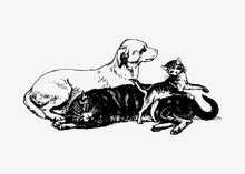 Dog And Cats Vintage Drawing