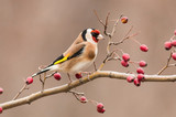 Fototapeta  - Goldfinch sitting on stick